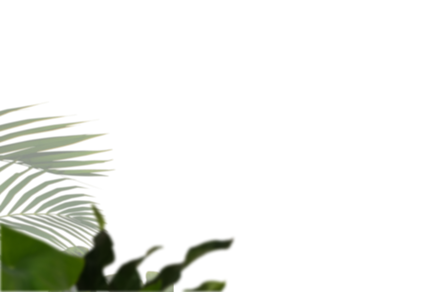 Palm leaves