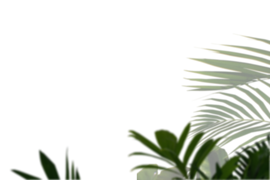 Palm leaves